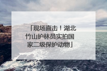 现场直击！湖北竹山护林员实拍国家二级保护动物