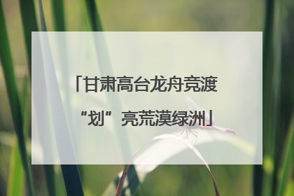 甘肃高台龙舟竞渡“划”亮荒漠绿洲