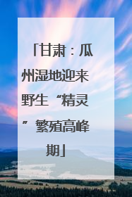 甘肃：瓜州湿地迎来野生“精灵”繁殖高峰期
