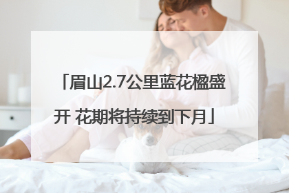 眉山2.7公里蓝花楹盛开 花期将持续到下月