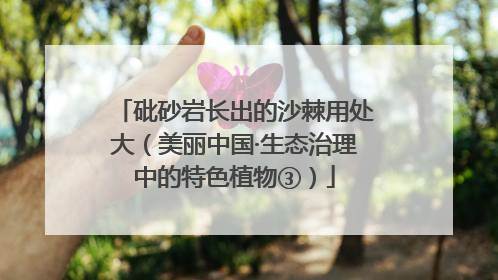 砒砂岩长出的沙棘用处大（美丽中国·生态治理中的特色植物③）