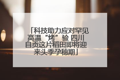 科技助力应对罕见高温“烤”验 四川自贡这片稻田即将迎来头季孕穗期