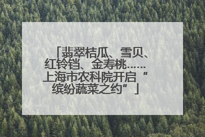 翡翠桔瓜、雪贝、红铃铛、金寿桃……上海市农科院开启“缤纷蔬菜之约”