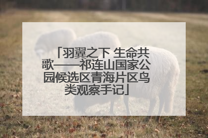 羽翼之下 生命共歌——祁连山国家公园候选区青海片区鸟类观察手记