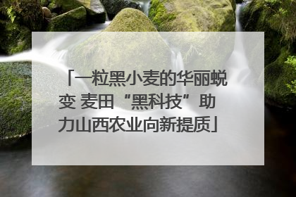 一粒黑小麦的华丽蜕变 麦田“黑科技”助力山西农业向新提质