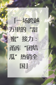 一场跨越万里的“甜蜜”接力：甬库“团结瓜”热销全国