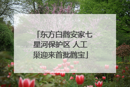 东方白鹳安家七星河保护区 人工巢迎来首批鹳宝