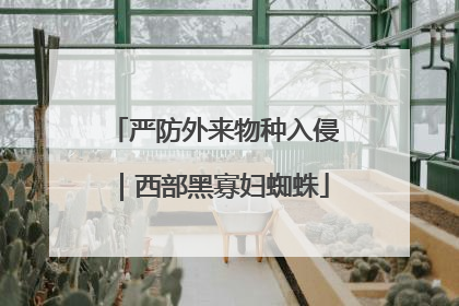 严防外来物种入侵｜西部黑寡妇蜘蛛