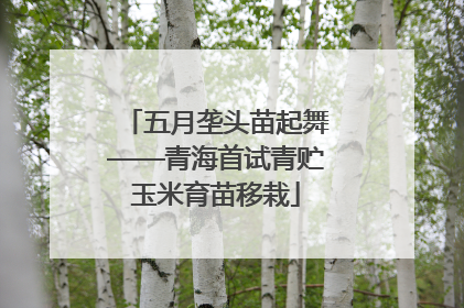 五月垄头苗起舞——青海首试青贮玉米育苗移栽
