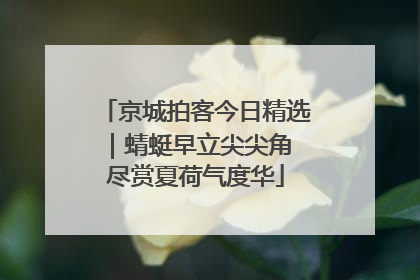 京城拍客今日精选｜蜻蜓早立尖尖角 尽赏夏荷气度华
