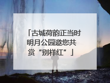 古城荷韵正当时 明月公园邀您共赏“别样红”