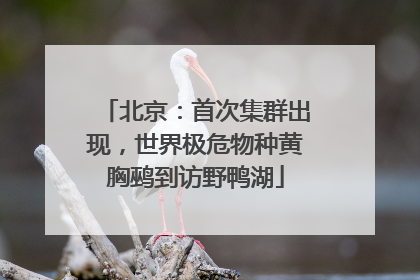 北京：首次集群出现，世界极危物种黄胸鹀到访野鸭湖