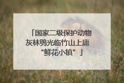 国家二级保护动物灰林鸮光临竹山上庸“鲜花小镇”