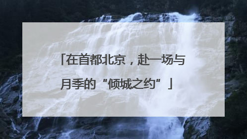 在首都北京，赴一场与月季的“倾城之约”