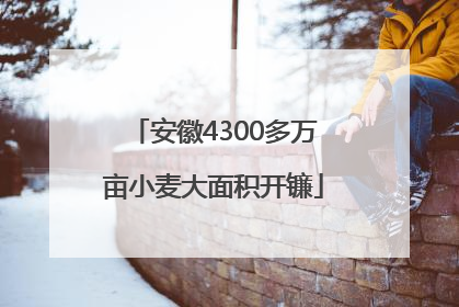 安徽4300多万亩小麦大面积开镰