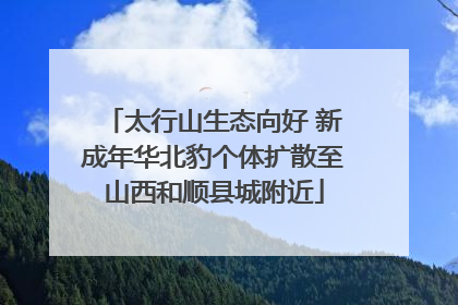 太行山生态向好 新成年华北豹个体扩散至山西和顺县城附近