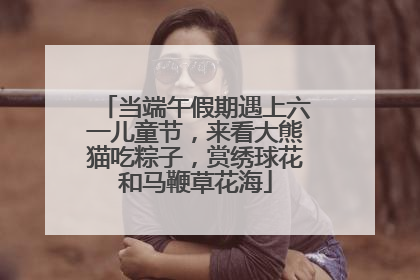 当端午假期遇上六一儿童节，来看大熊猫吃粽子，赏绣球花和马鞭草花海