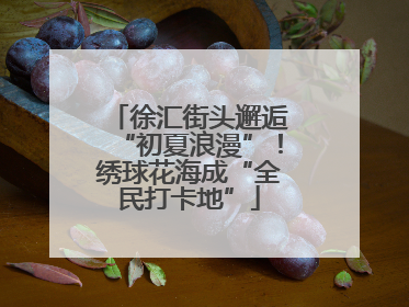 徐汇街头邂逅“初夏浪漫”！绣球花海成“全民打卡地”