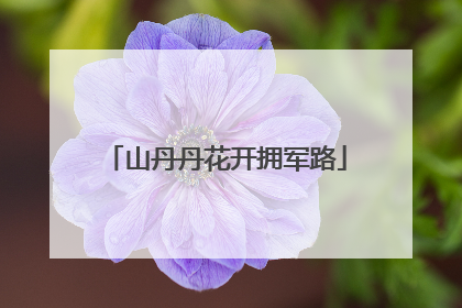 山丹丹花开拥军路