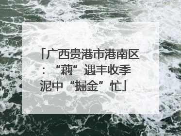 广西贵港市港南区：“藕”遇丰收季 泥中“掘金”忙