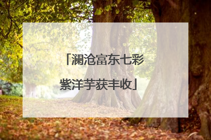 澜沧富东七彩紫洋芋获丰收