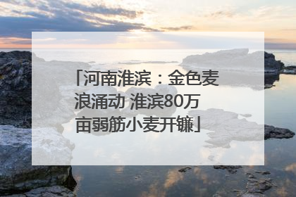 河南淮滨：金色麦浪涌动 淮滨80万亩弱筋小麦开镰