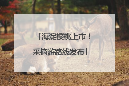 海淀樱桃上市！采摘游路线发布
