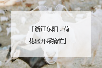 浙江东阳：荷花盛开采摘忙