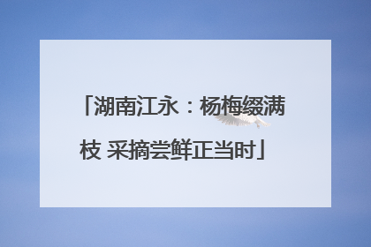 湖南江永：杨梅缀满枝 采摘尝鲜正当时