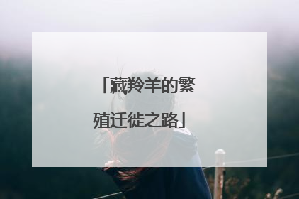 藏羚羊的繁殖迁徙之路