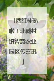 西红柿熟啦！北臧村镇智慧农业园区传喜讯