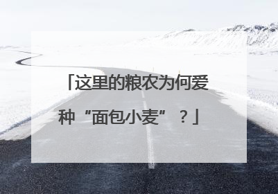 这里的粮农为何爱种“面包小麦”？