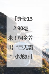 身长132.90毫米！桐乡养出“巨无霸”小龙虾