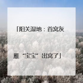 阳关湿地：首窝灰雁“宝宝”出窝了