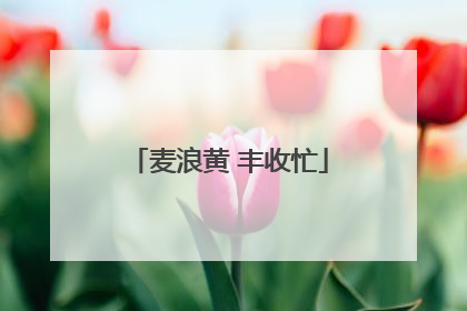 麦浪黄 丰收忙