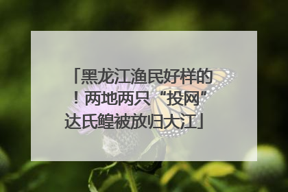 黑龙江渔民好样的！两地两只“投网”达氏鳇被放归大江